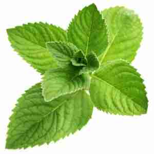 Menthol | 10ml Concentrated Flavor for Eliquid | Self Mixing