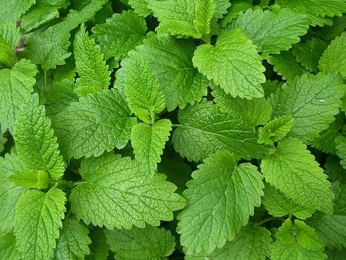 Spearmint | 10ml Concentrated Flavor for Eliquid | Self Mixing